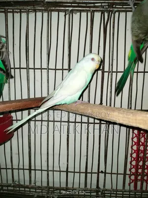 Creamino & Albino Female Budgerigar বিক্রি হবে