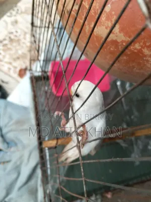 Creamino & Albino Female Budgerigar বিক্রি হবে