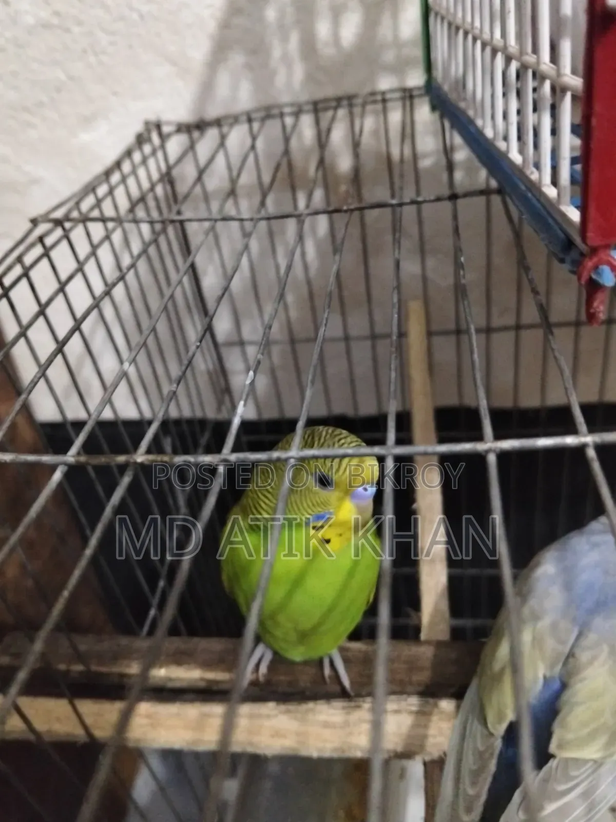 Creamino & Albino Female Budgerigar বিক্রি হবে