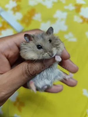 Winter White Male 7 Weeks