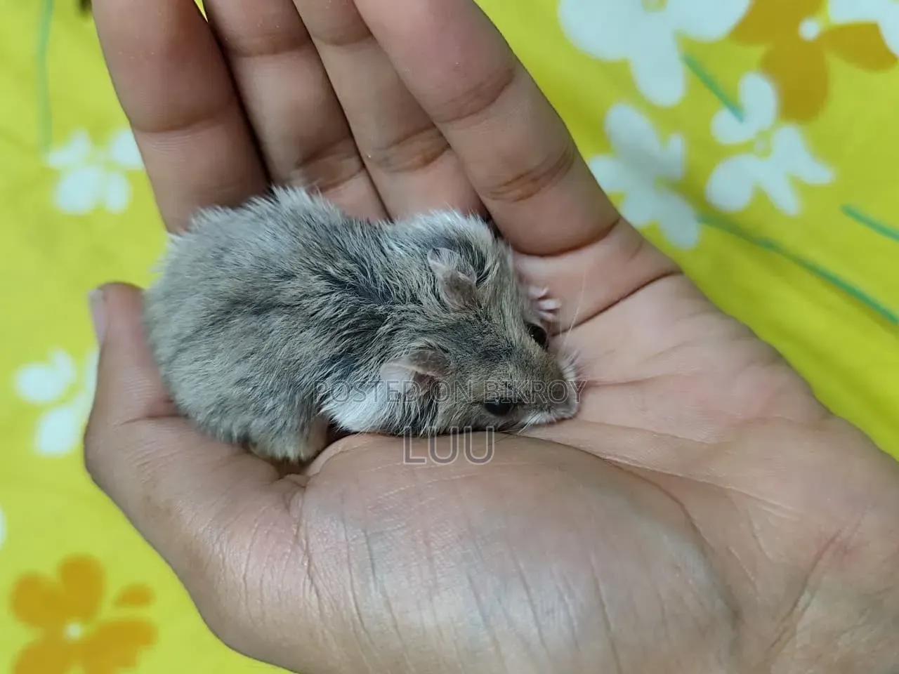 Winter White Male 7 Weeks