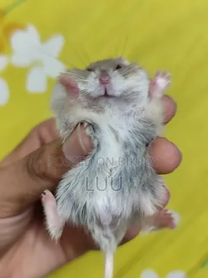 Winter White Male 7 Weeks