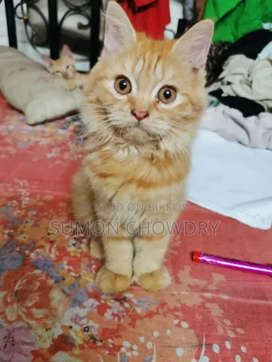 1-3 months Female Purebred Persian