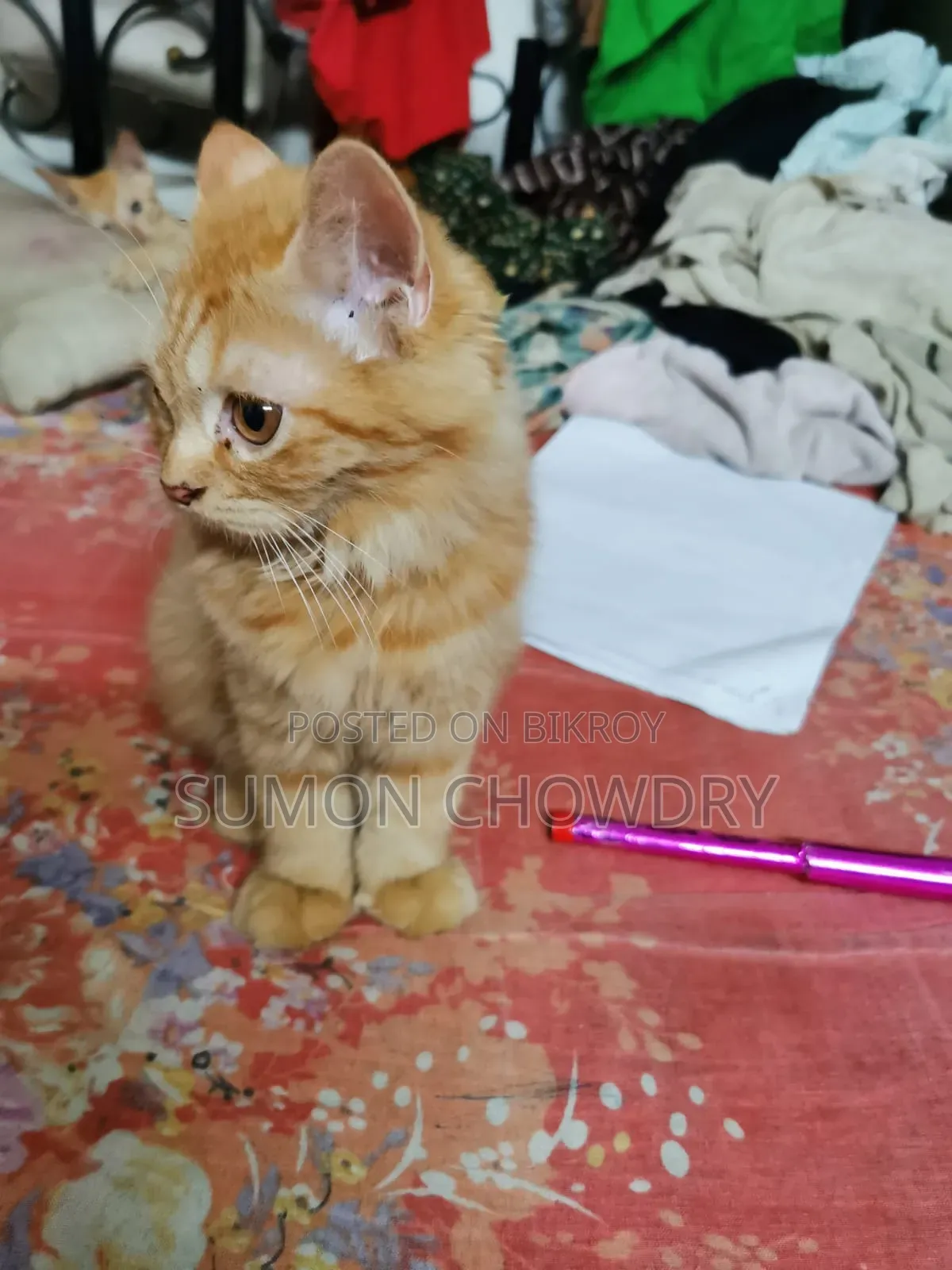 1-3 months Female Purebred Persian