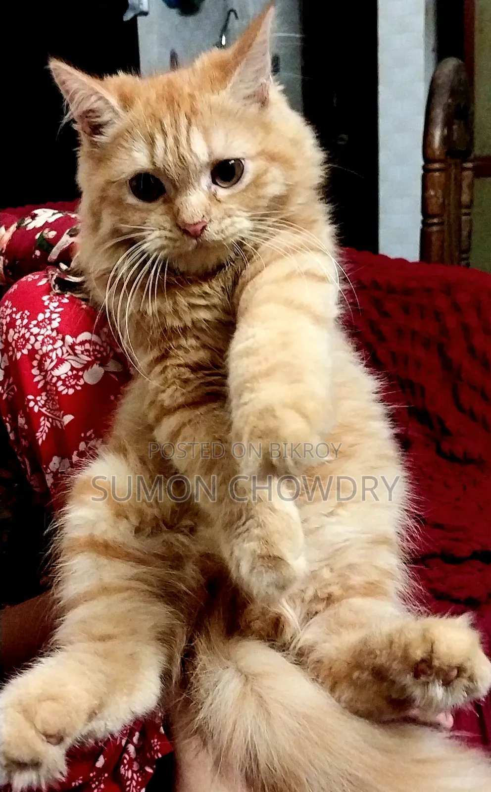 1-3 months Female Purebred Persian