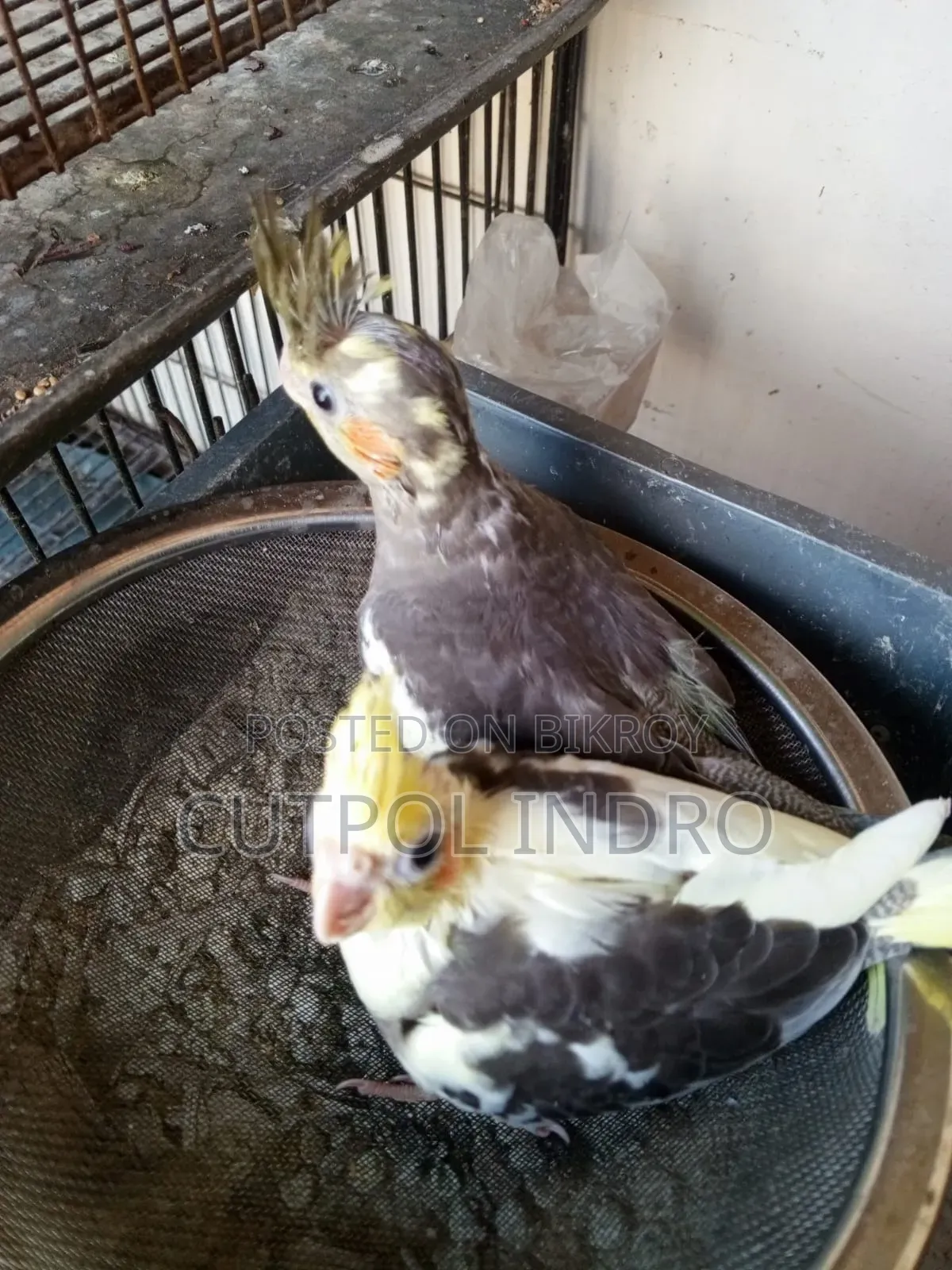 Cokatel Tame Size Baby