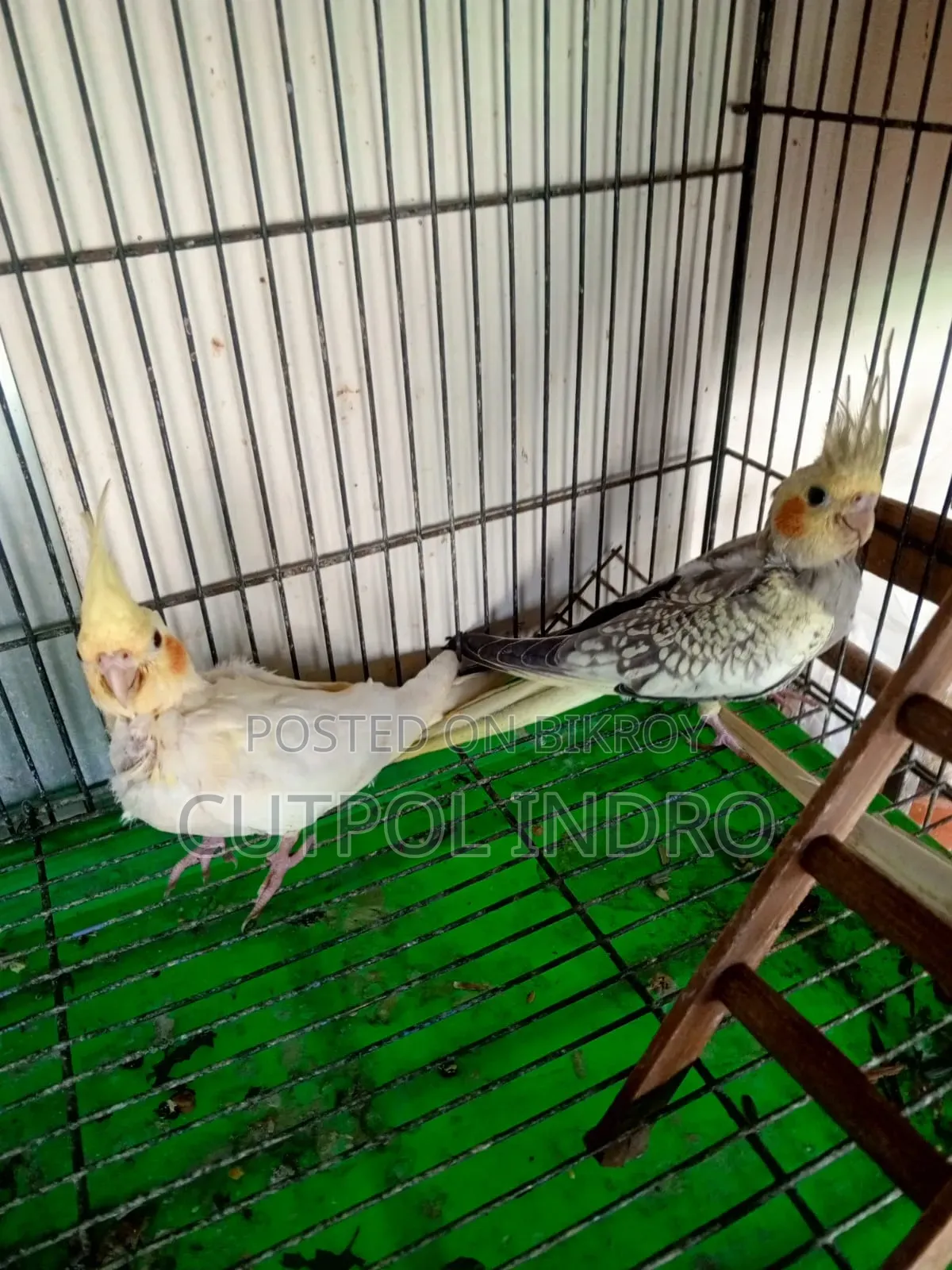 Cokatel Tame Size Baby
