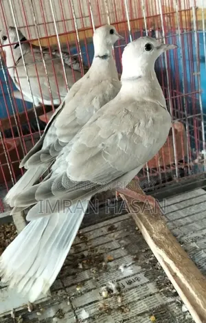 Australian Dove for Sale...
