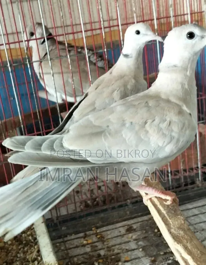 Australian Dove for Sale...