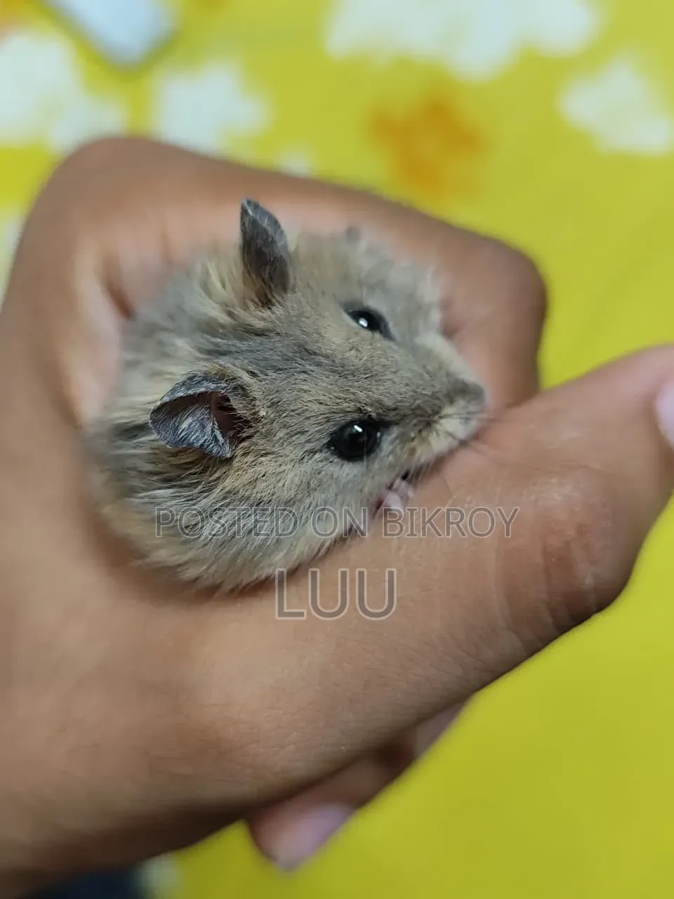 Tiger Winter White 7 Weeks