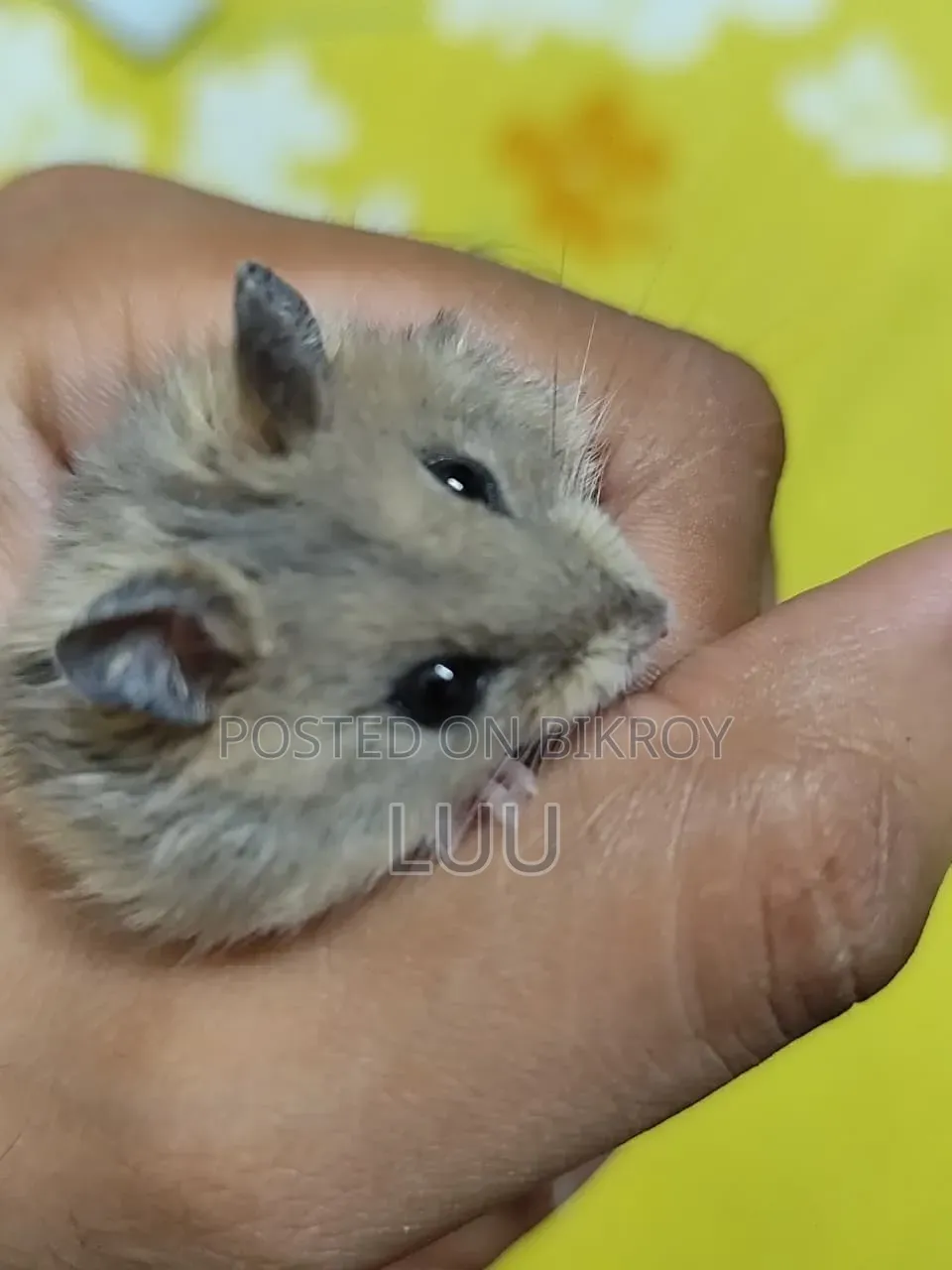 Tiger Winter White 7 Weeks