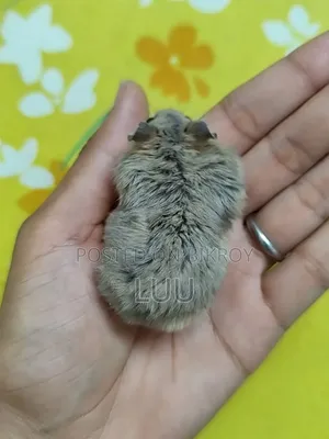 Tiger Winter White 7 Weeks