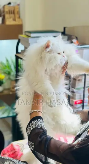 6-12 months Female Purebred Persian