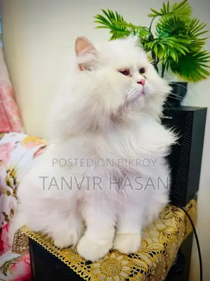 6-12 months Female Purebred Persian