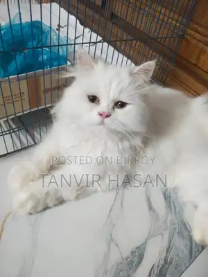 6-12 months Female Purebred Persian
