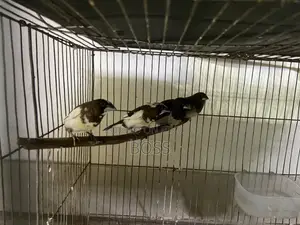 Euro Pearl and Bengol Finch