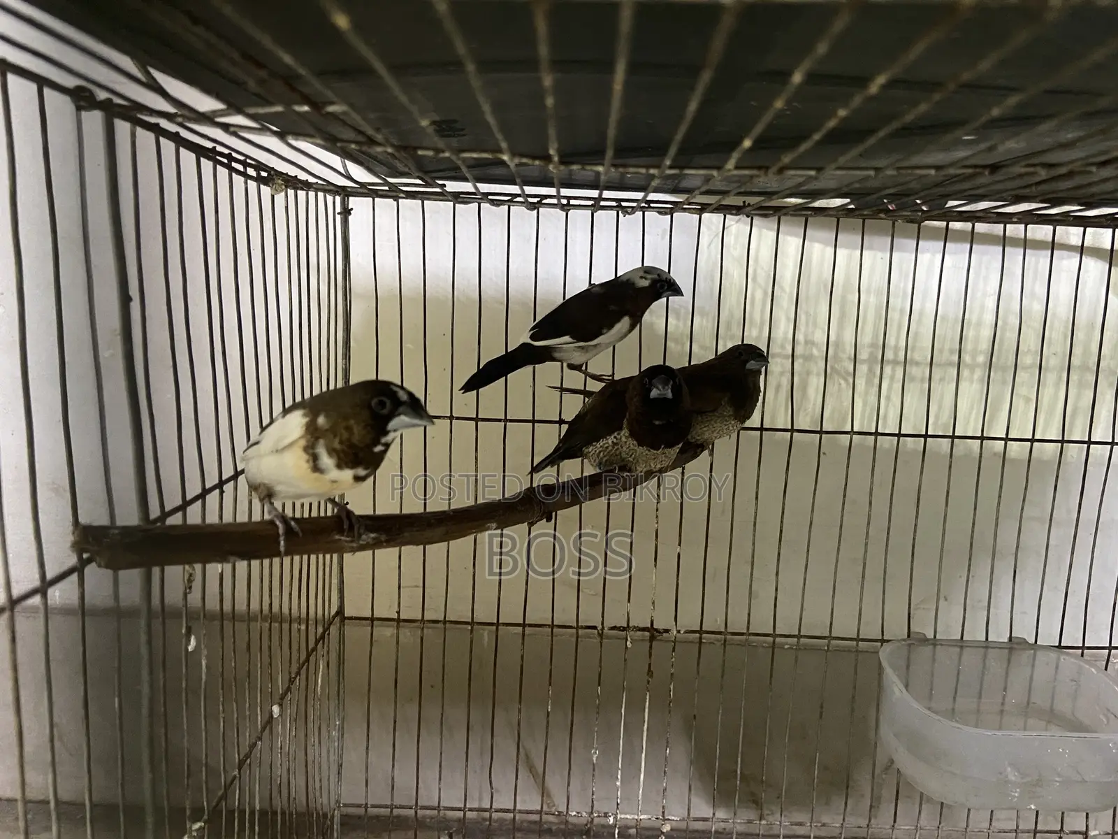 Euro Pearl and Bengol Finch