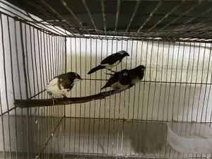 Euro Pearl and Bengol Finch