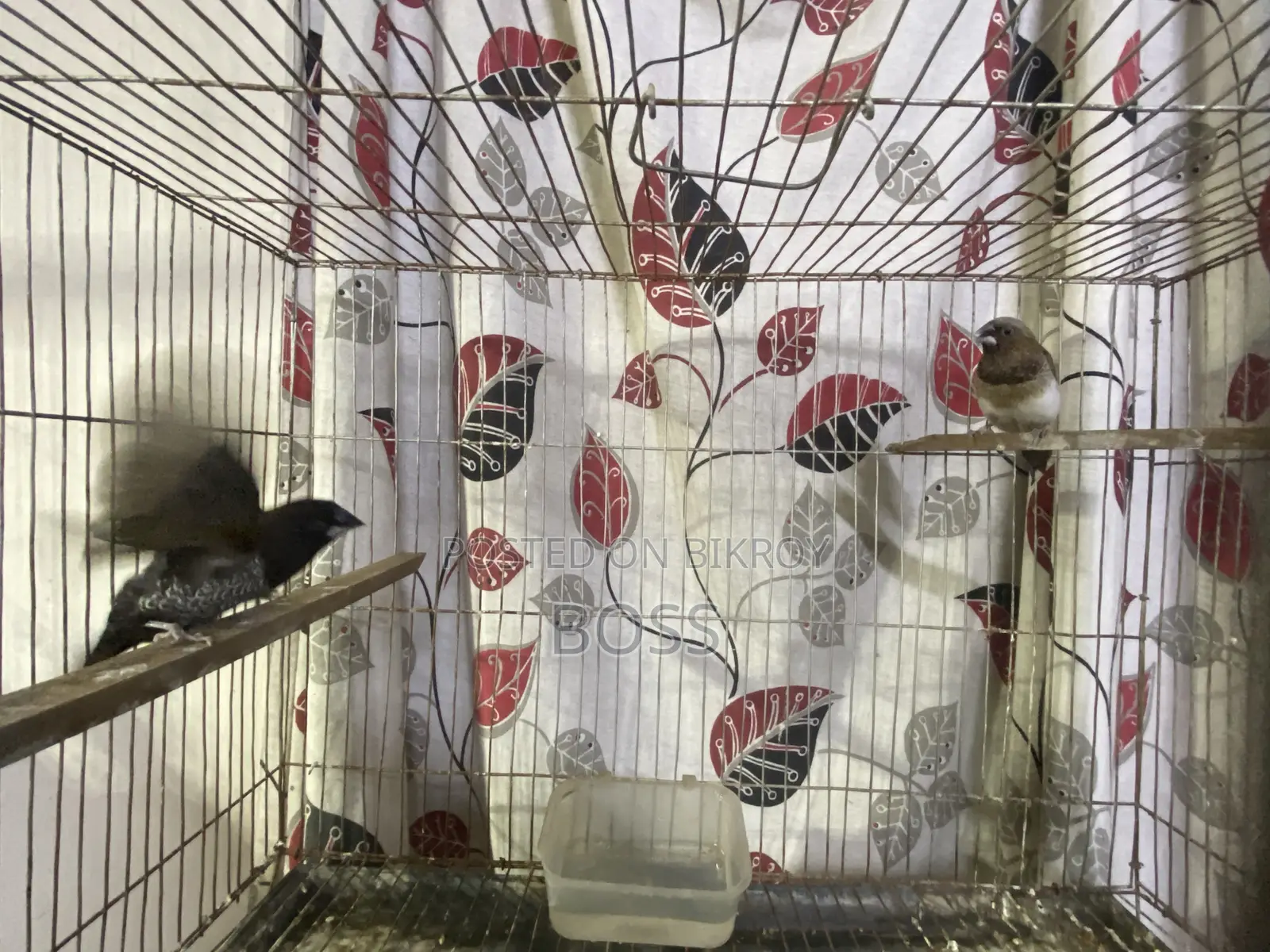 Euro Pearl and Bengol Finch
