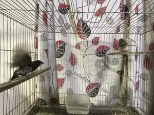 Euro Pearl and Bengol Finch
