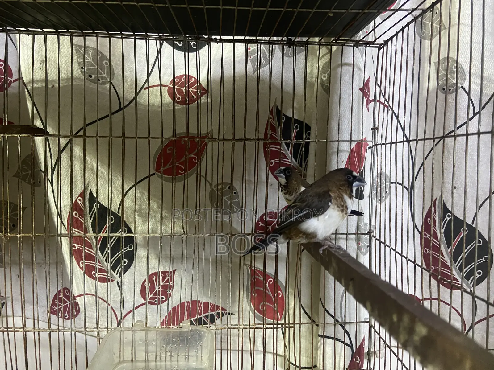 Euro Pearl and Bengol Finch