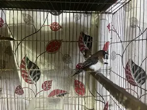 Euro Pearl and Bengol Finch