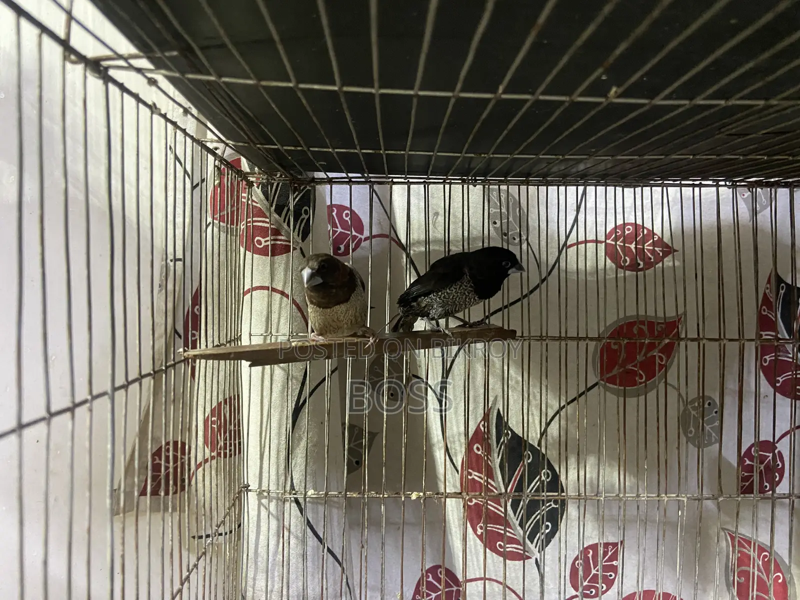 Euro Pearl and Bengol Finch