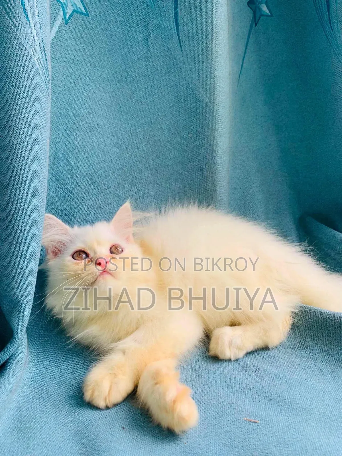 1-3 months Male Purebred Persian