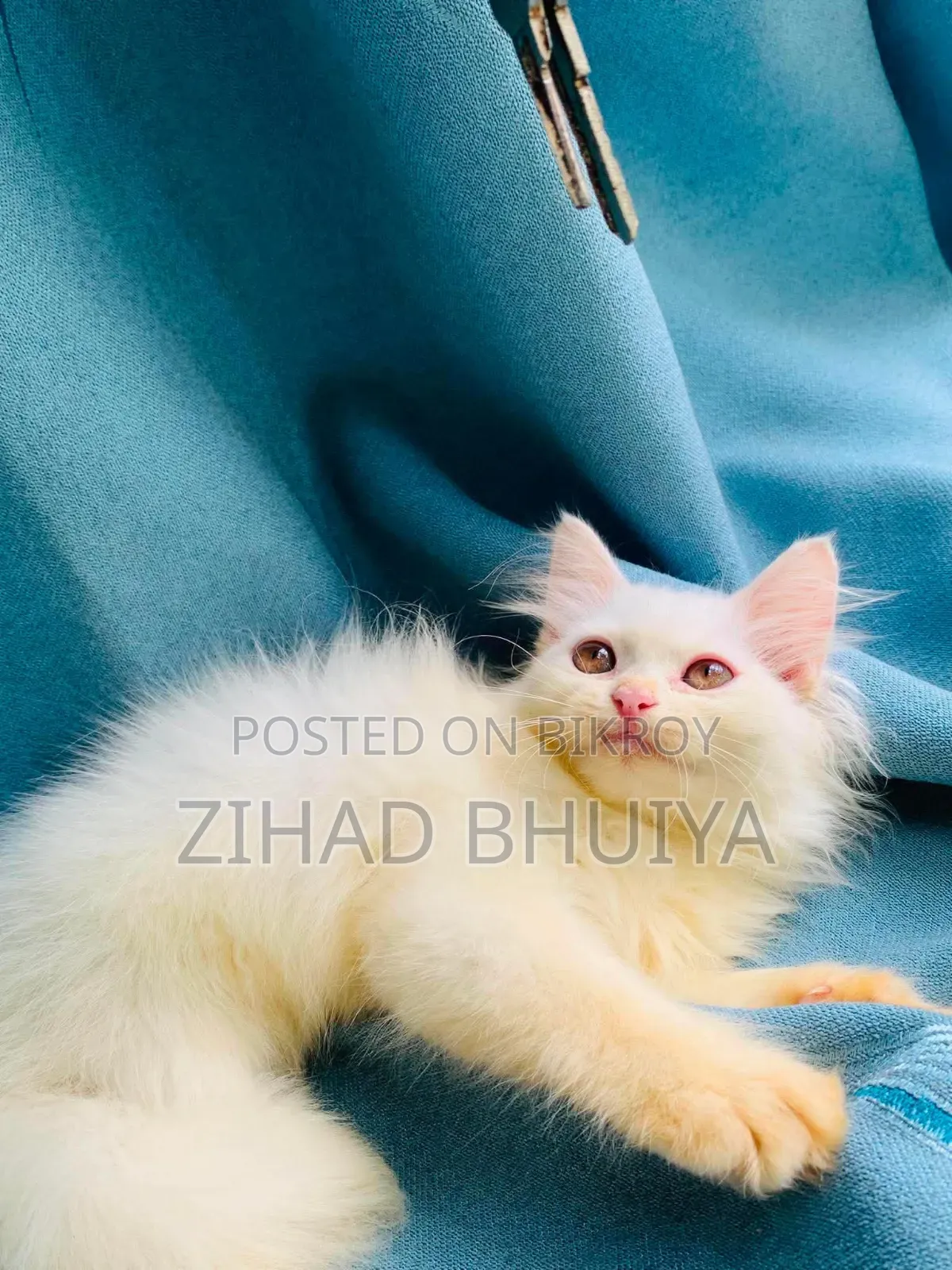 1-3 months Male Purebred Persian