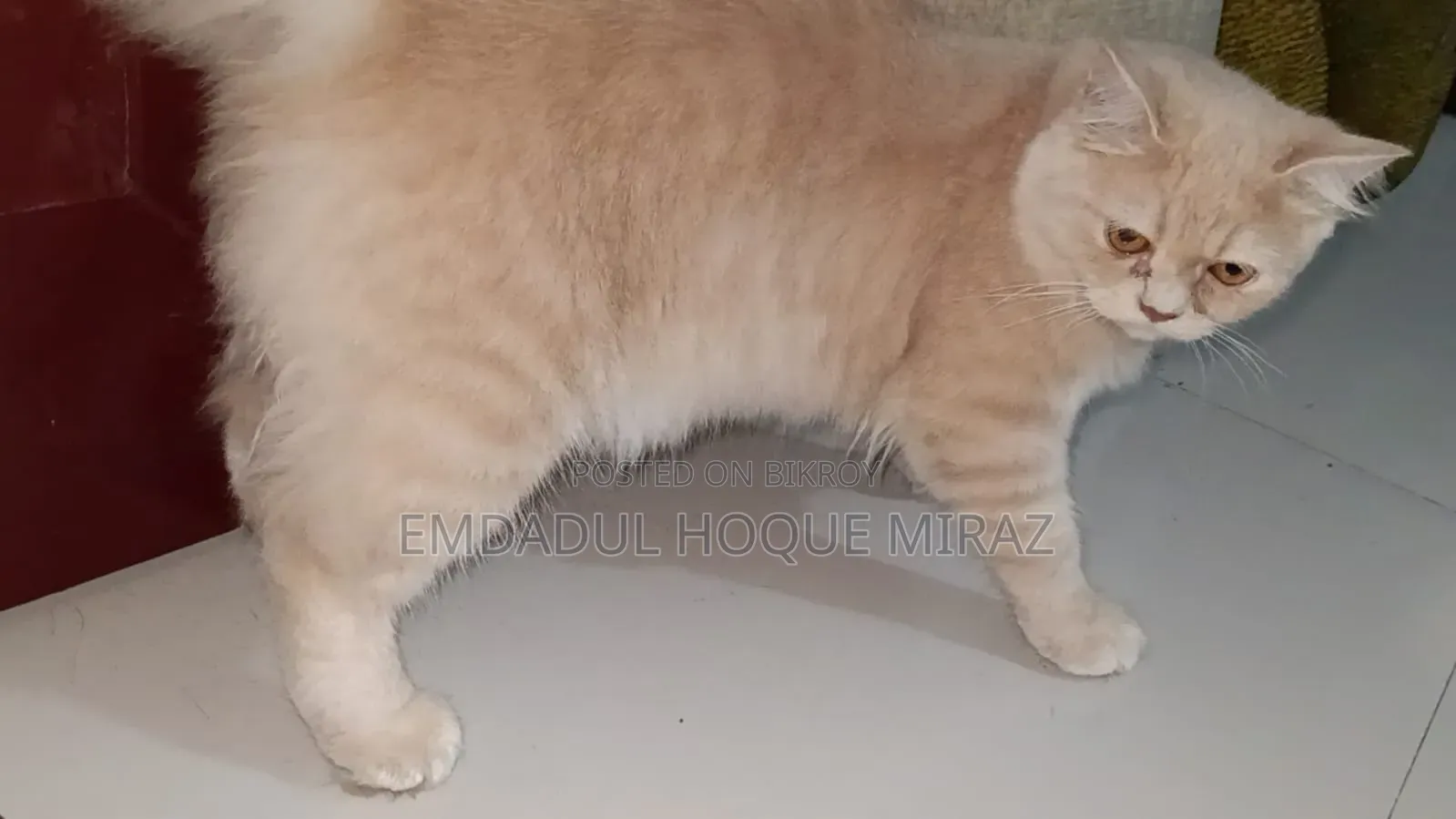 6-12 months Female Purebred Persian