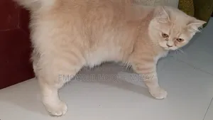 6-12 months Female Purebred Persian