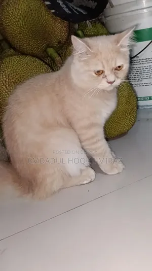 6-12 months Female Purebred Persian