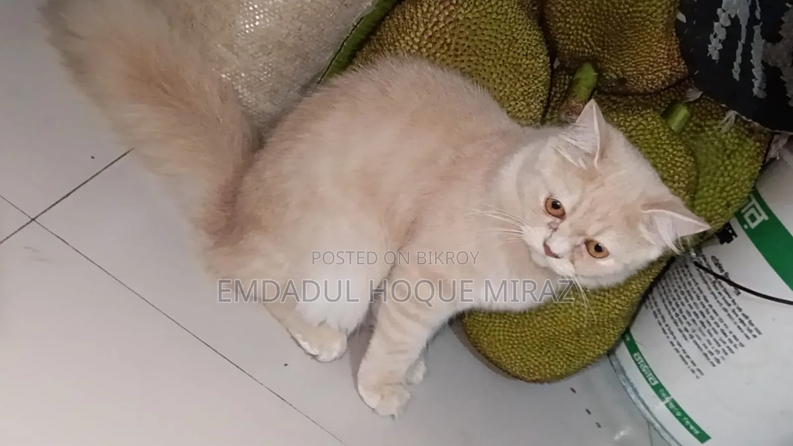 6-12 months Female Purebred Persian