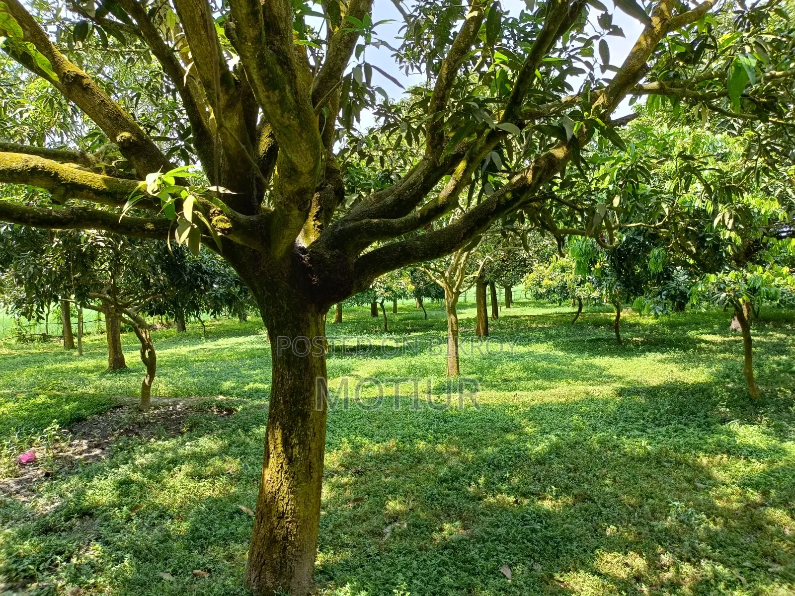 দুই বিঘা জমিসহ আম বাগান
