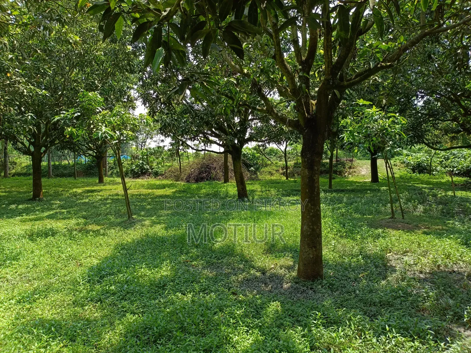 দুই বিঘা জমিসহ আম বাগান