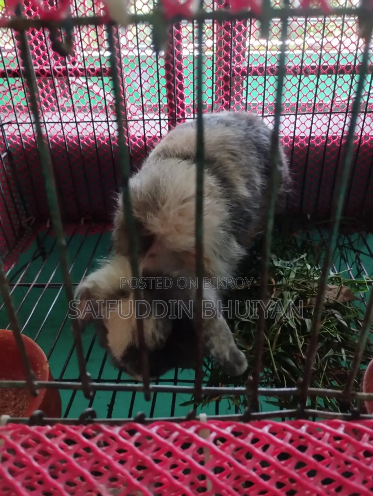 একদম অরিজিনাল লায়ন হেড লপ এবং একটা দেশি খরগোশের জোড়া বিক্রি করা হবে