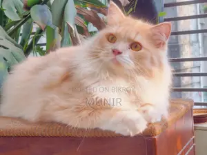 1+ year Male Purebred Persian