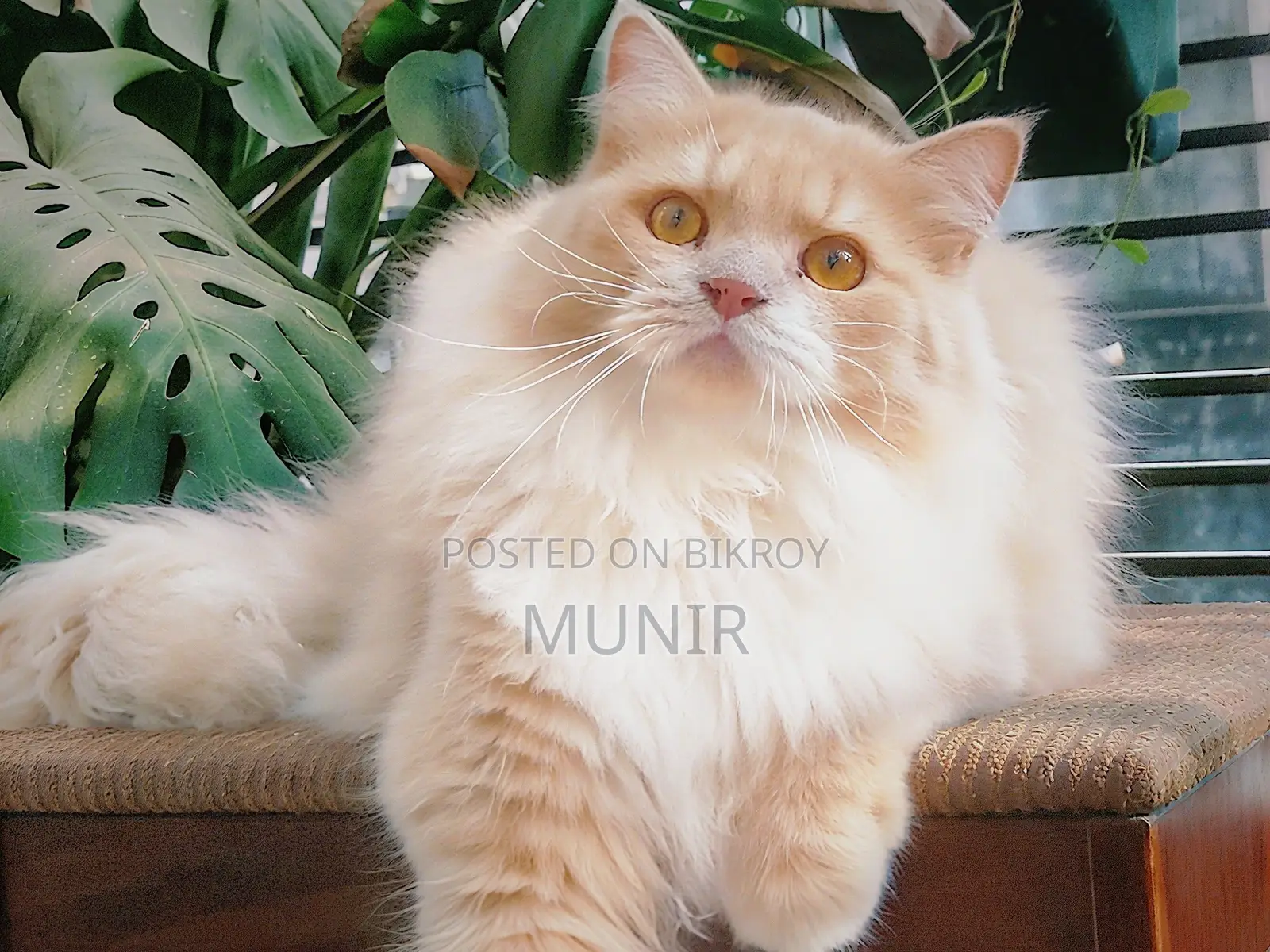 1+ year Male Purebred Persian