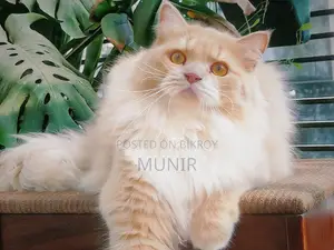 1+ year Male Purebred Persian