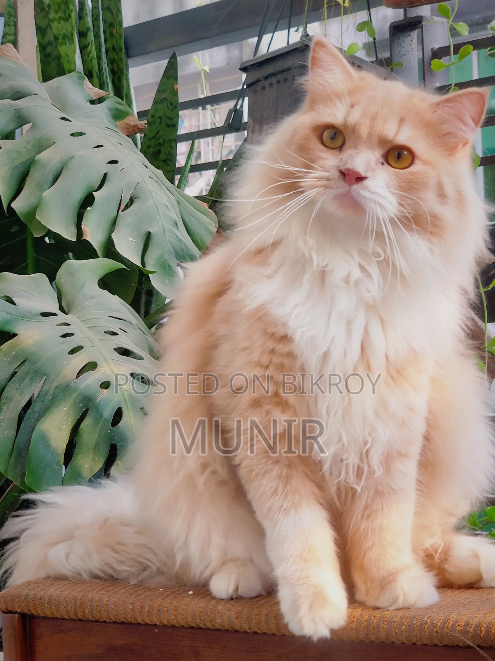 1+ year Male Purebred Persian