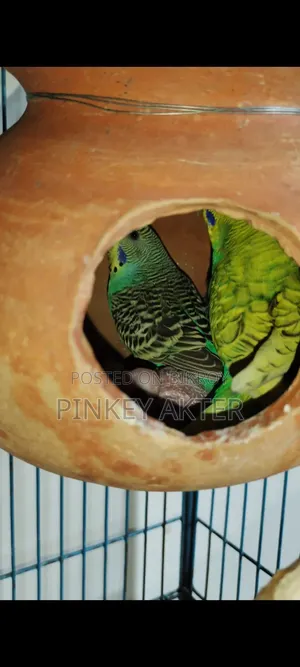 ৩ টা বেবি সহ ১ জোড়া বাজরিগার