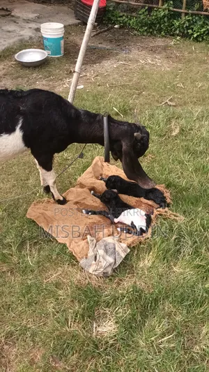 তুতাপুরি হারিয়ানা