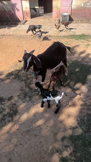 তুতাপুরি হারিয়ানা