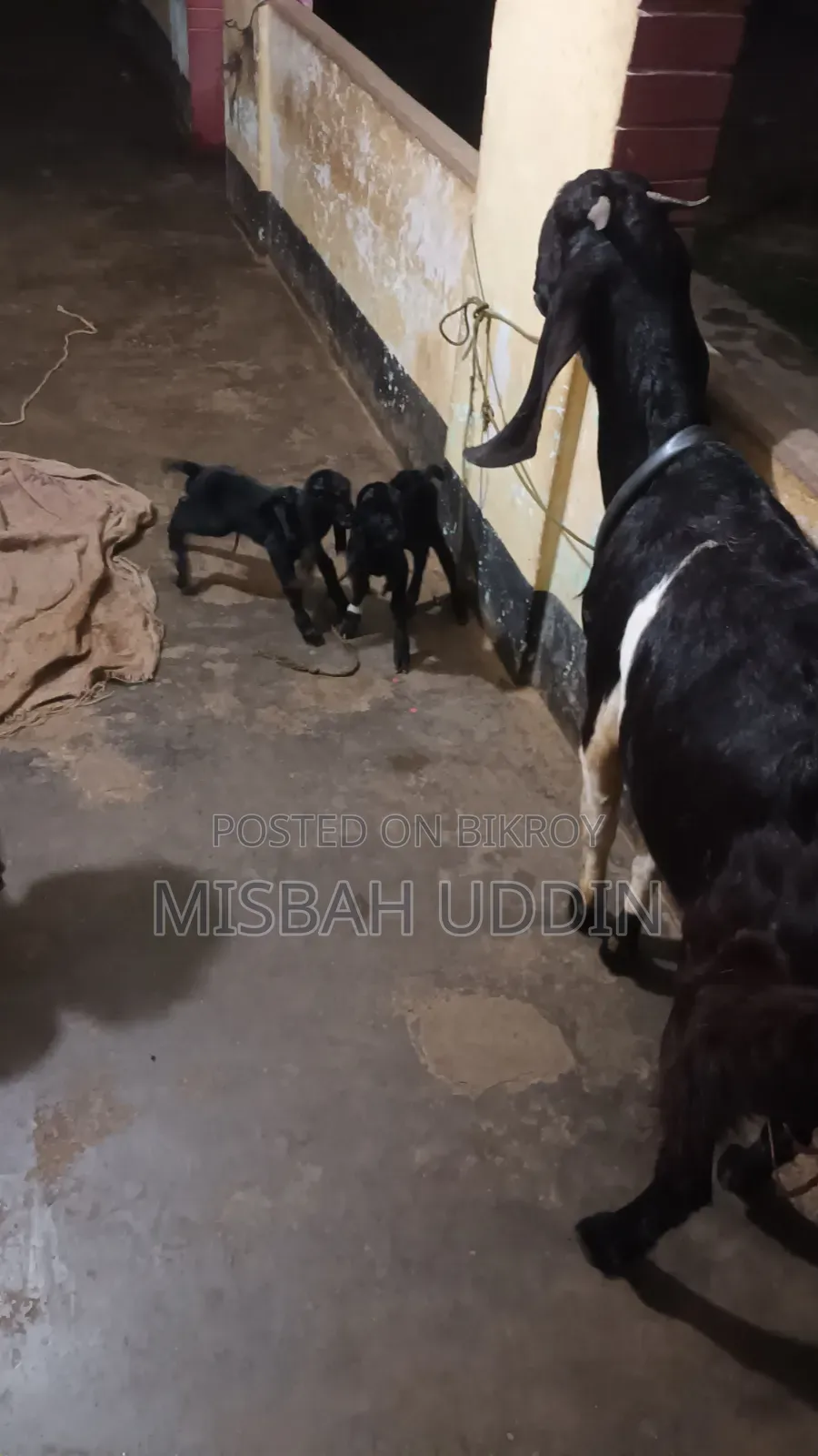 তুতাপুরি হারিয়ানা