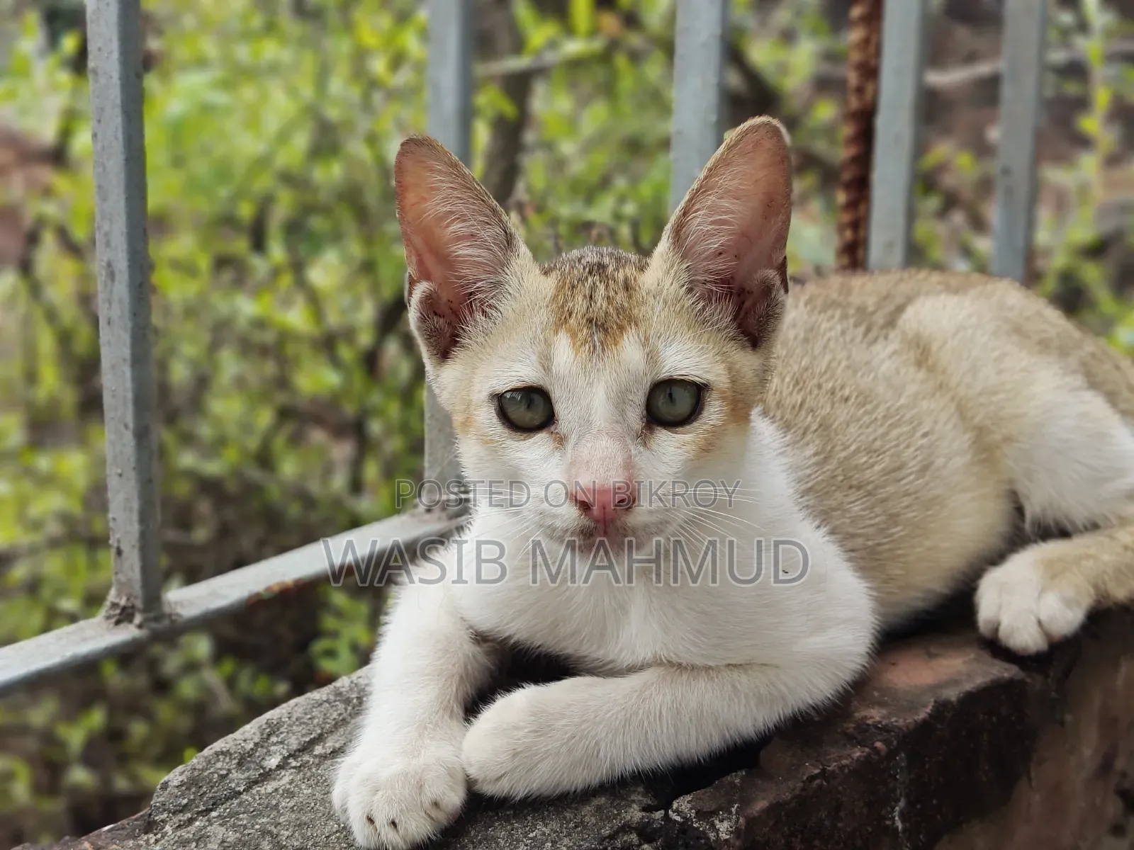 1-3 Months Female Mixed Breed Bengal