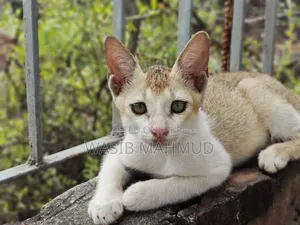 1-3 Months Female Mixed Breed Bengal