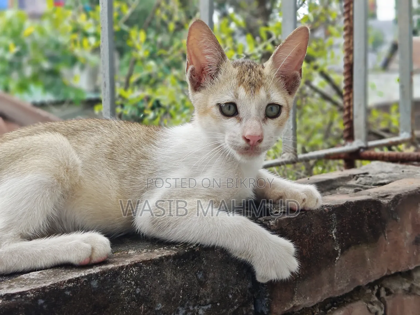1-3 Months Female Mixed Breed Bengal
