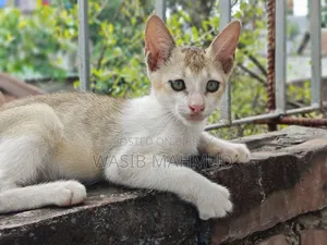 1-3 Months Female Mixed Breed Bengal