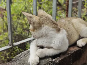 1-3 Months Female Mixed Breed Bengal