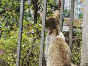 1-3 Months Female Mixed Breed Bengal